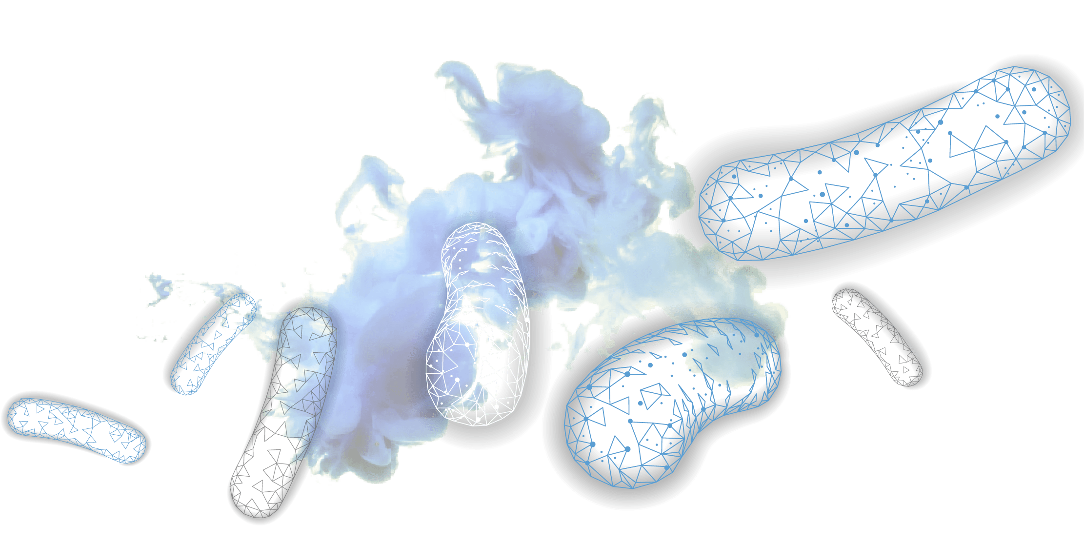 bacteria
