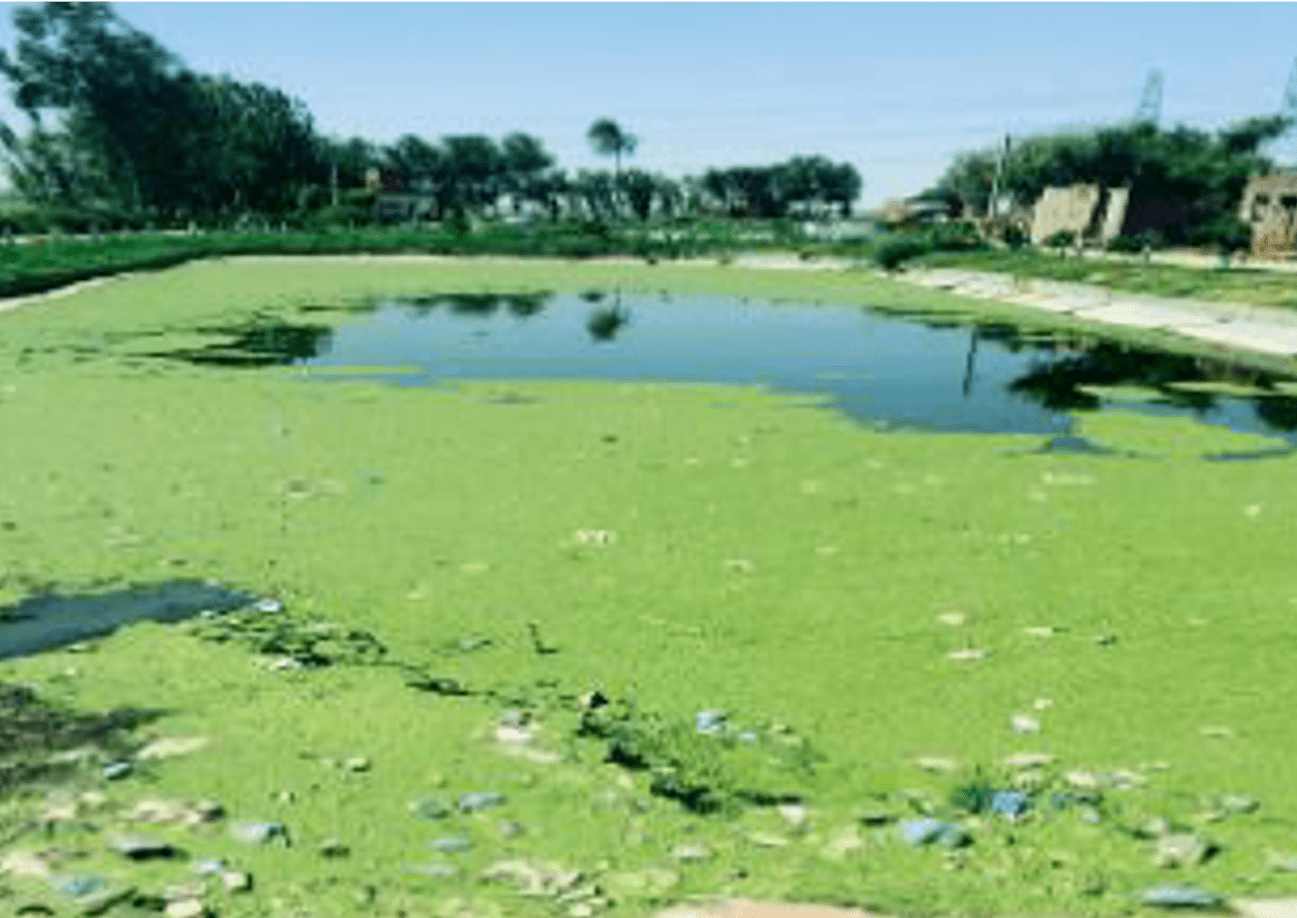 Lake covered in algae and rubbish