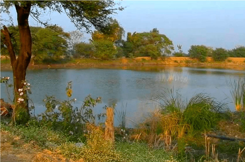 pond with tree around