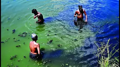 Chennai: Workers swim in sewage to clear weeds from Verangal Odai